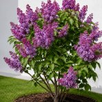 Orgován obyčajný (Syringa vulgaris) ‘PRINCESSE STURDZA’ - výška 40-50 cm, kont. C2L